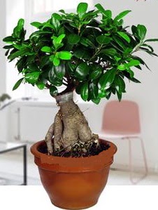 5 yanda japon aac bonsai bitkisi  Ankara Glba online iek gnderme sipari 