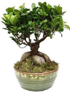 Japon aac bonsai saks bitkisi  Ankara Semenler Glba iekiler