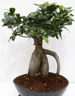 Japon aac bonsai saks bitkisi  Ankara Glba ncek iek yolla