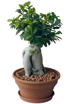 Japon aac bonsai saks bitkisi  Glba Ankara iek gnderme