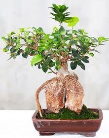 Japon aac bonsai saks bitkisi  Ankara Glba rencik ucuz iek gnder 