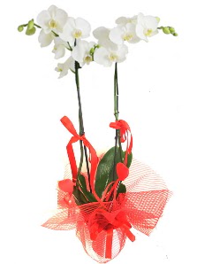 2 dall beyaz orkide bitkisi  Ankara Eymir mahallesi Glba ieki adresleri telefonlar