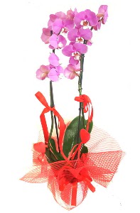 2 dall mor orkide bitkisi  Ankara Glba Karyaka iek sat 