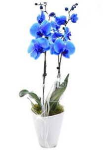 2 dall AILI mavi orkide  Ankara Glba Karyaka iek sat 