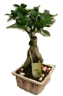 Japon aac bonsai seramik saks  Ankara ncek Tapnar iek maazas , ieki adresleri 