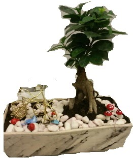 Japon aac bonsai sat  Ankara Glba anneler gn iek yolla 