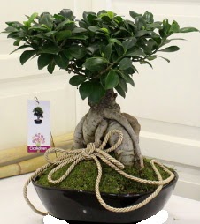 Japon aac bonsai sat  Ankara iek servisi , Glba Karyaka ieki adresleri 