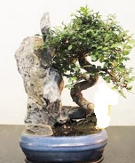 Japon aac bonsai saks bitkisi sat  Ankara Glba Oyaca iek sat 
