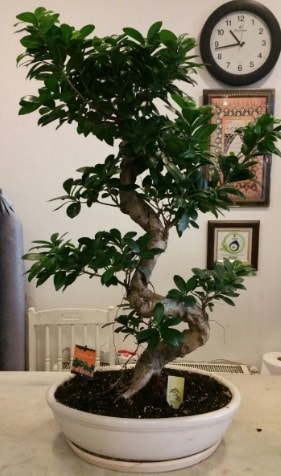 100 cm yksekliinde dev bonsai japon aac  Ankara Semenler Glba iekiler