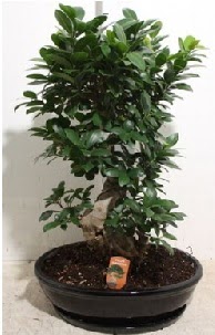 75 CM Ginseng bonsai Japon aac  Ankara Bahelievler Glba nternetten iek siparii 