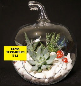 5 kaktsl Elma terrarium orta boy  Ankara Glba online iek gnderme sipari 