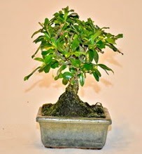 Zelco bonsai saks bitkisi  Ankara iek servisi , Glba Karyaka ieki adresleri 