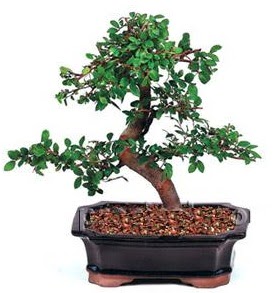 thal bonsai japon aac  Ankara Glba Karagedik iek siparii sitesi 