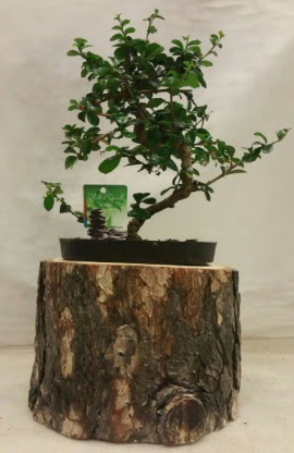 Doal ktk iinde bonsai japon aac  Ankara Semenler Glba iekiler