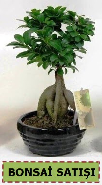 Bonsai japon aac ginseng bonsai  Ankara ncek Tapnar iek maazas , ieki adresleri 