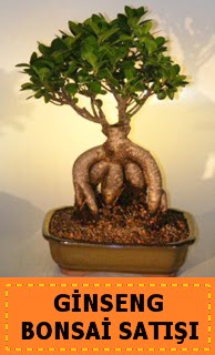 Ginseng bonsai sat japon aac  Glba Ankara cicek , cicekci 