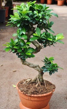 Orta boy bonsai saks bitkisi  Ankara Glba Karaali dn iekleri