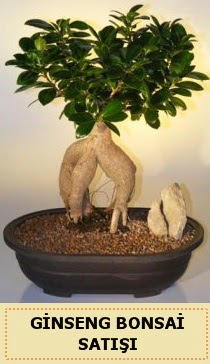 thal Ginseng bonsai sat japon aac  Ankara Glba Karagedik iek siparii sitesi 