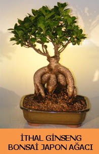 thal japon aac ginseng bonsai sat  Ankara Semenler Glba iekiler
