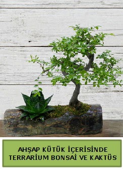 Ahap ktk bonsai kakts teraryum  Ankara Glba Karaali dn iekleri