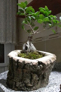 Ahap ktk ierisinde ginseng bonsai  Ankara Glba Karaali dn iekleri