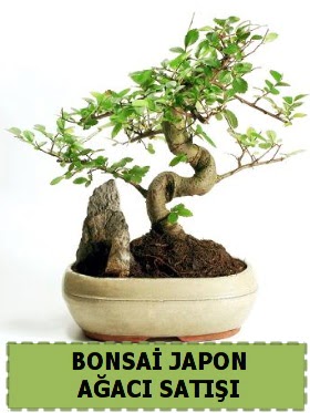 Bonsai japon  aac sat Minyatr thal  Ankara Glba Karaali dn iekleri