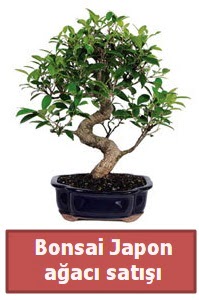 Japon aac bonsai sat  Ankara Glba Karagedik iek siparii sitesi 