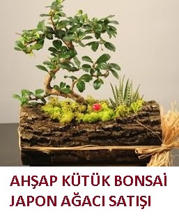 Ahap ktk ierisinde bonsai ve 3 kakts  Ankara Glba afak mah. ieki maazas 