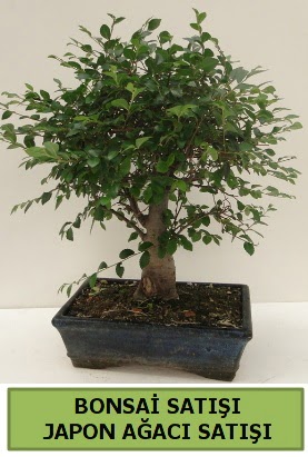 Minyatr bonsai japon aac sat  Ankara Eymir Glba iek gnder
