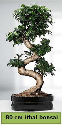80 cm zel saksda bonsai bitkisi  Ankara Glba Gaziosmanpaa ieki telefonlar