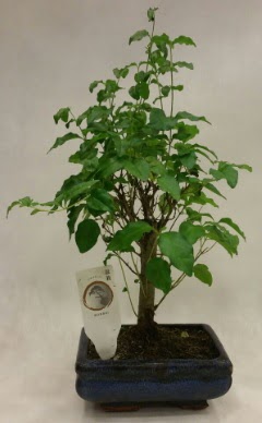 Minyatr bonsai japon aac sat  Ankara Glba Gaziosmanpaa ieki telefonlar