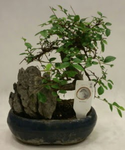 thal 1.ci kalite bonsai japon aac  Ankara Glba Karyaka iek sat 