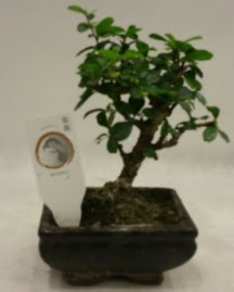 Kk minyatr bonsai japon aac  Glba Ankara iek gnderme