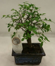 Minyatr ithal japon aac bonsai bitkisi  Ankara Glba Karyaka iek sat 