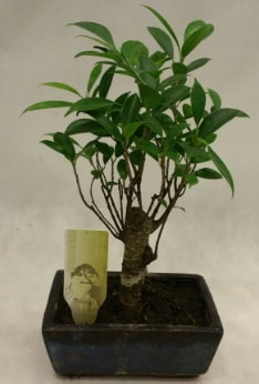 Japon aac bonsai bitkisi sat  Ankara Glba Gaziosmanpaa ieki telefonlar