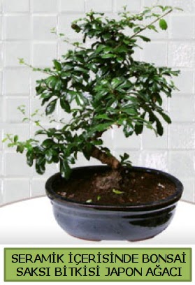 Seramik vazoda bonsai japon aac bitkisi  Ankara Glba Karagedik iek siparii sitesi 