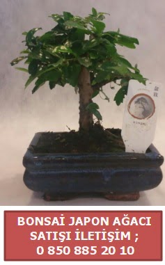 Japon aac minyar bonsai sat  Ankara Glba Karyaka iek sat 