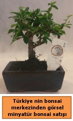 Japon aac bonsai sat ithal grsel  Ankara Glba ncek iek yolla