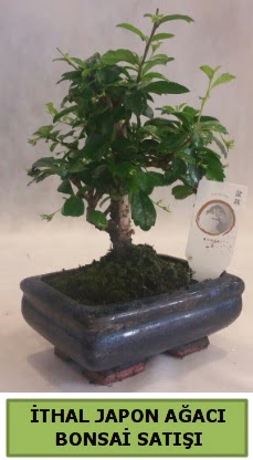 thal japon aac bonsai bitkisi sat  Ankara Glba Gaziosmanpaa ieki telefonlar