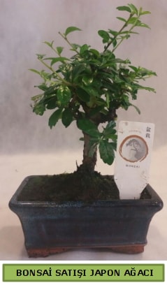 Minyatr bonsai aac sat  Glba Ankara iek gnderme