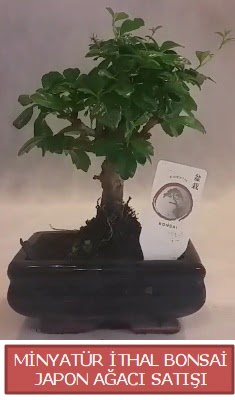 Kk grsel bonsai japon aac bitkisi  Ankara Glba iek , ieki , iekilik 
