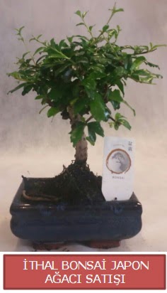 thal kk boy minyatr bonsai aa bitkisi  Ankara Glba Gaziosmanpaa ieki telefonlar
