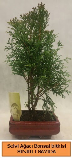 Selvi aac bonsai japon aac bitkisi  Ankara Glba Karyaka iek sat 