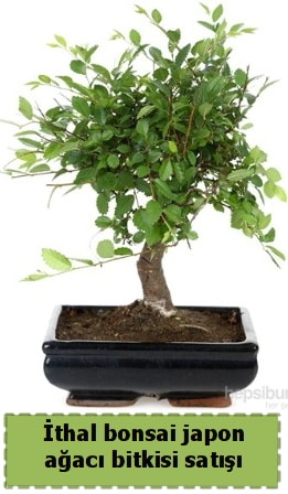 thal bonsai saks iei Japon aac sat  Ankara Semenler Glba iekiler