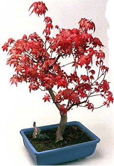 Amerikan akaaa bonsai bitkisi  Ankara Glba ncek iek yolla