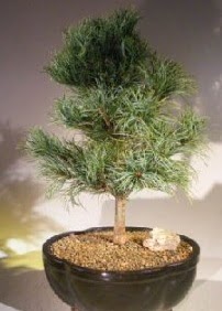 am aac bonsai bitkisi sat  Ankara Glba rencik ucuz iek gnder 
