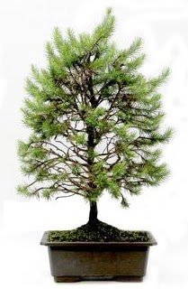 *** STOKTA YOK - am aac bonsai bitkisi sat  Ankara Glba cicekciler , cicek siparisi 