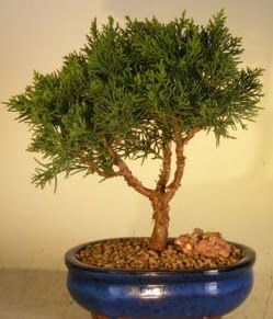 Servi am bonsai japon aac bitkisi  Ankara Glba ncek iek yolla