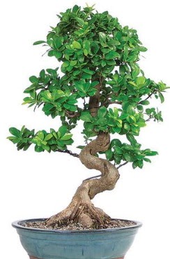 Yaklak 70 cm yksekliinde ithal bonsai  Ankara Glba Gaziosmanpaa ieki telefonlar