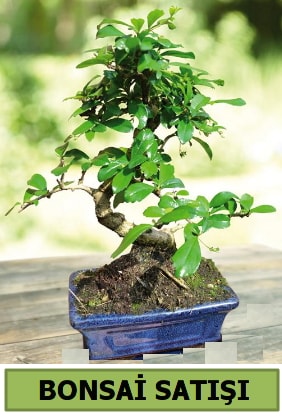 am bonsai japon aac sat  Ankara Glba Karyaka iek sat 